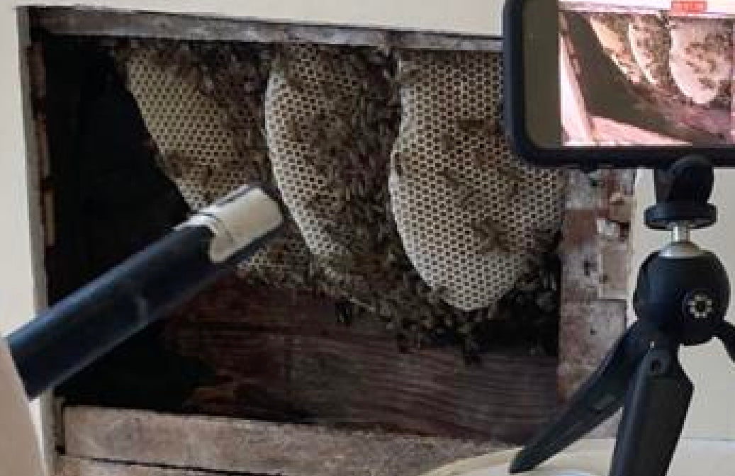 6,000 bees removed from inside wall of Nebraska couple’s 100-year-old home