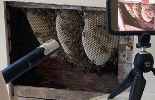 6,000 bees removed from inside wall of Nebraska couple’s 100-year-old home
