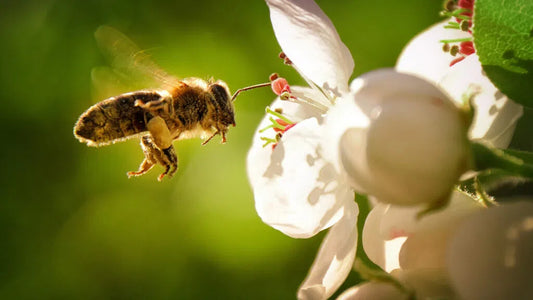 🐝Bee Virtuous🐝